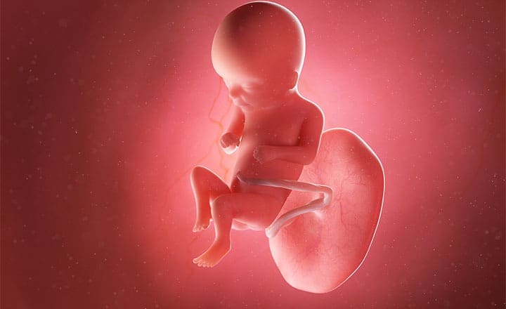 16 Haftalık Hamilelik 2 16 haftalık bebek gelişimi