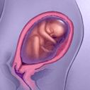 İkinci Trimester Bitiş Tarihi(27 hafta)