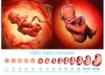 Hamilelik takibi ve hafta hafta gebelik süresince yaşananlar