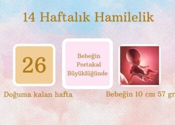14 haftalık hamilelik