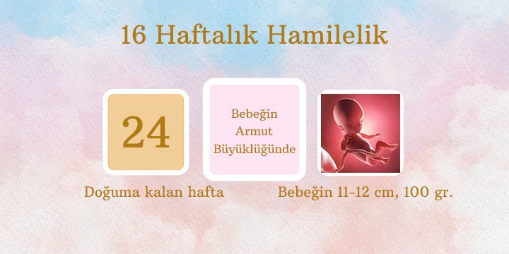 16 haftalık hamilelik