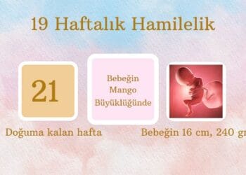 19 Haftalık Hamilelik