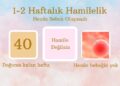 2nci hafta hamilelik