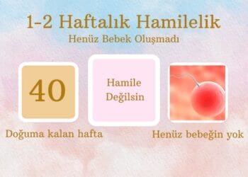 2nci hafta hamilelik