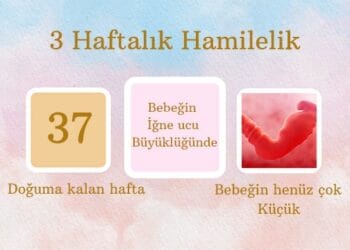 3 haftalık hamilelik