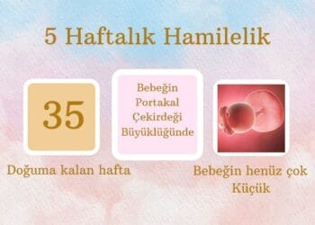 5 haftalık hamilelik