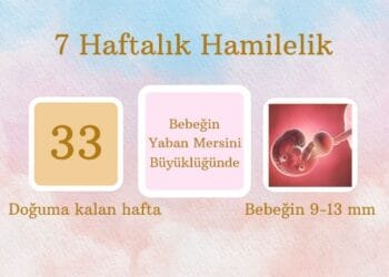 7 haftalık hamilelik