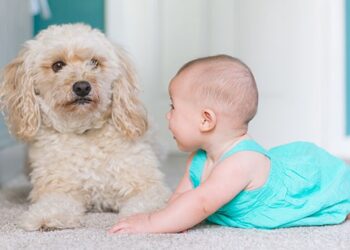Bebek ve köpek birlikte yaşayabilirler. Çocuklar için köpek bakımının herhangi bir zararının olmamasının haricinde birlikte güzel zaman geçirebilirler.